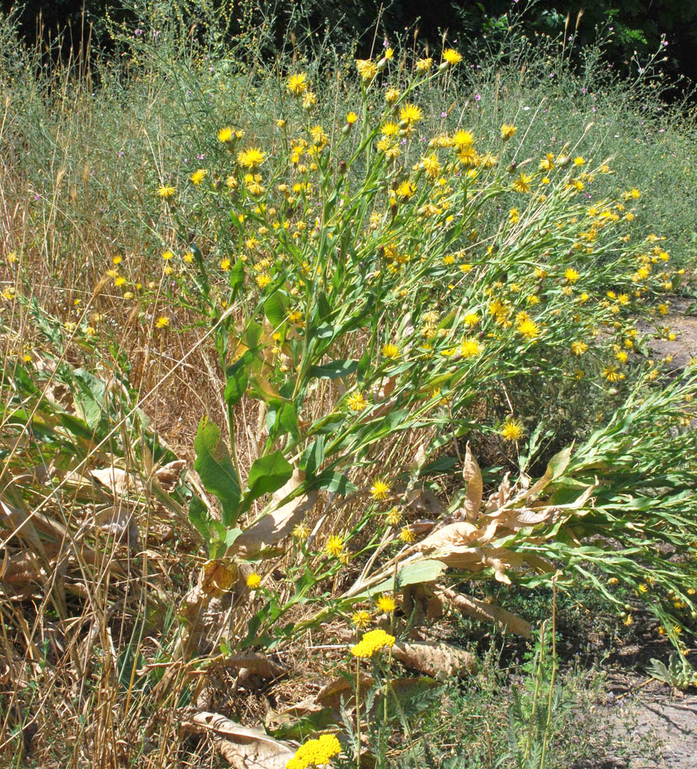 Image of Centaurea behen specimen.