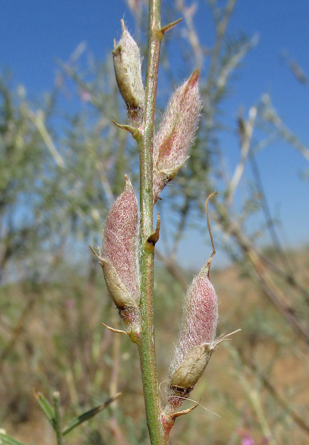 Image of Astragalus barbidens specimen.