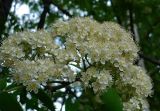 Sorbus aucuparia