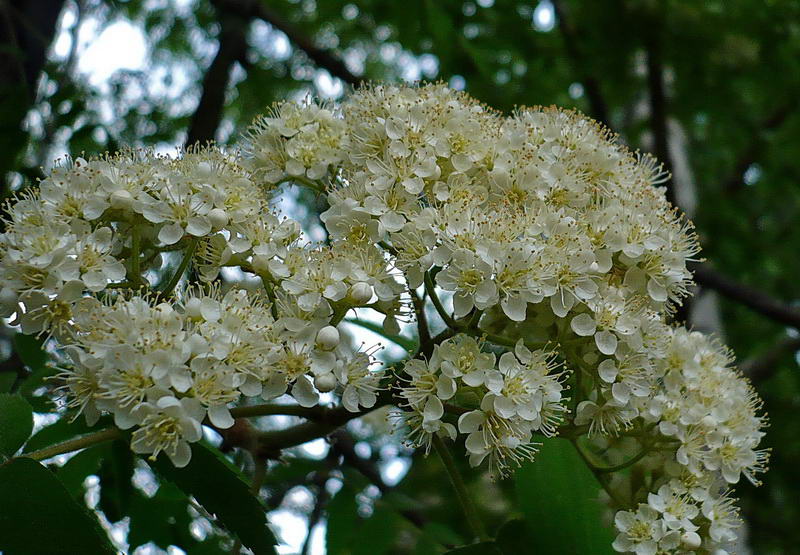 Image of Sorbus aucuparia specimen.