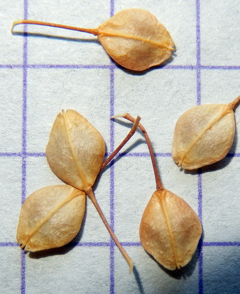 Image of Lepidium perfoliatum specimen.