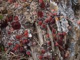 Sempervivum caucasicum. Растения на обрыве горного склона. Северная Осетия, Алагирское ущелье, окр. пос. Нар, склоны Бокового хребта, 1730 м н.у.м. 07.05.2010.