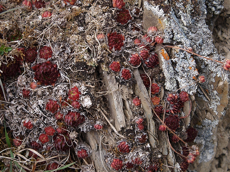 Image of Sempervivum caucasicum specimen.