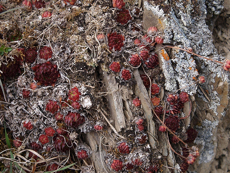 Изображение особи Sempervivum caucasicum.