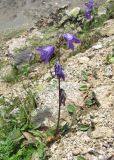 Campanula collina. Цветущее растение. Кабардино-Балкария, Эльбрусский р-н, долина притока р. Ирикчат, ок. 3200 м н.у.м., каменистый склон. 06.08.2018.