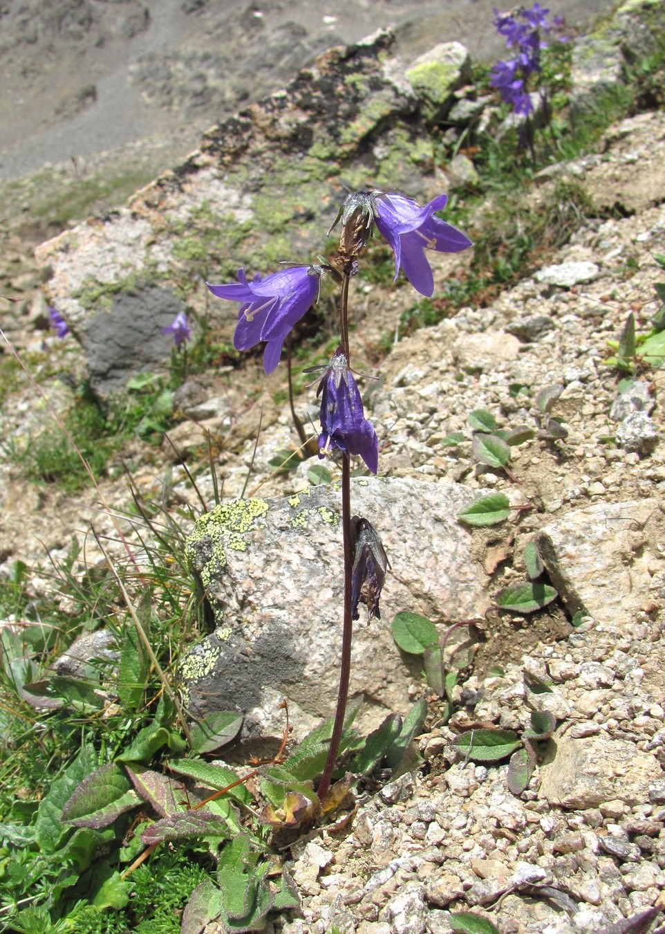 Изображение особи род Campanula.