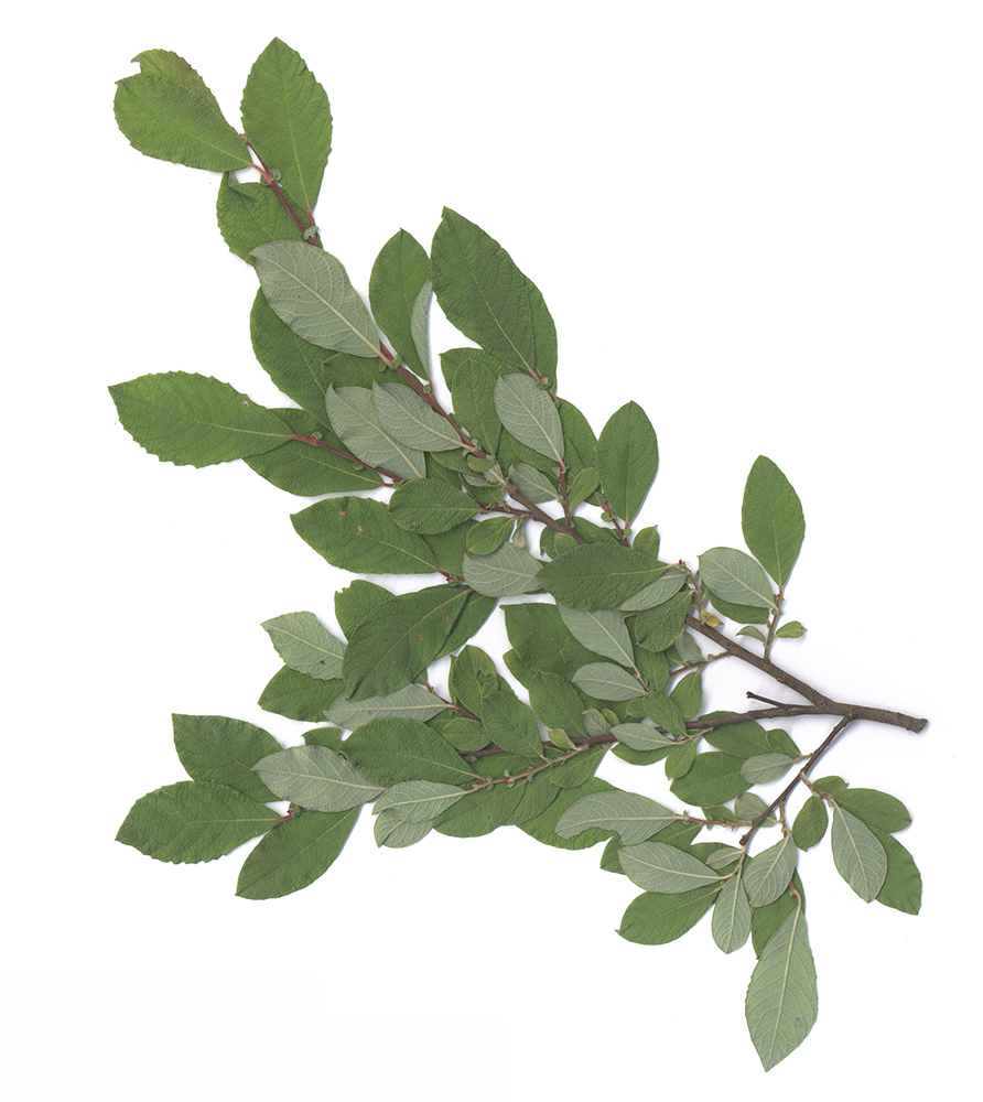 Image of Salix aurita specimen.