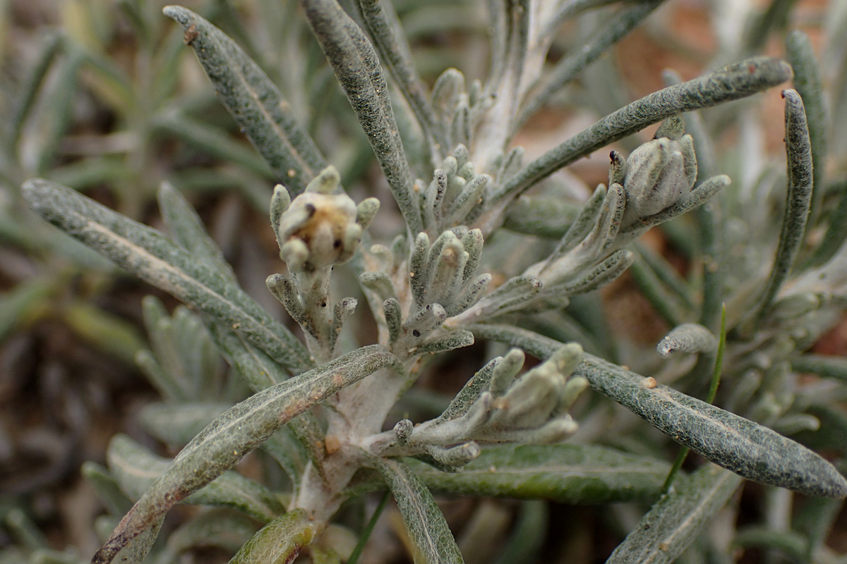 Image of Helichrysum stoechas ssp. barrelieri specimen.