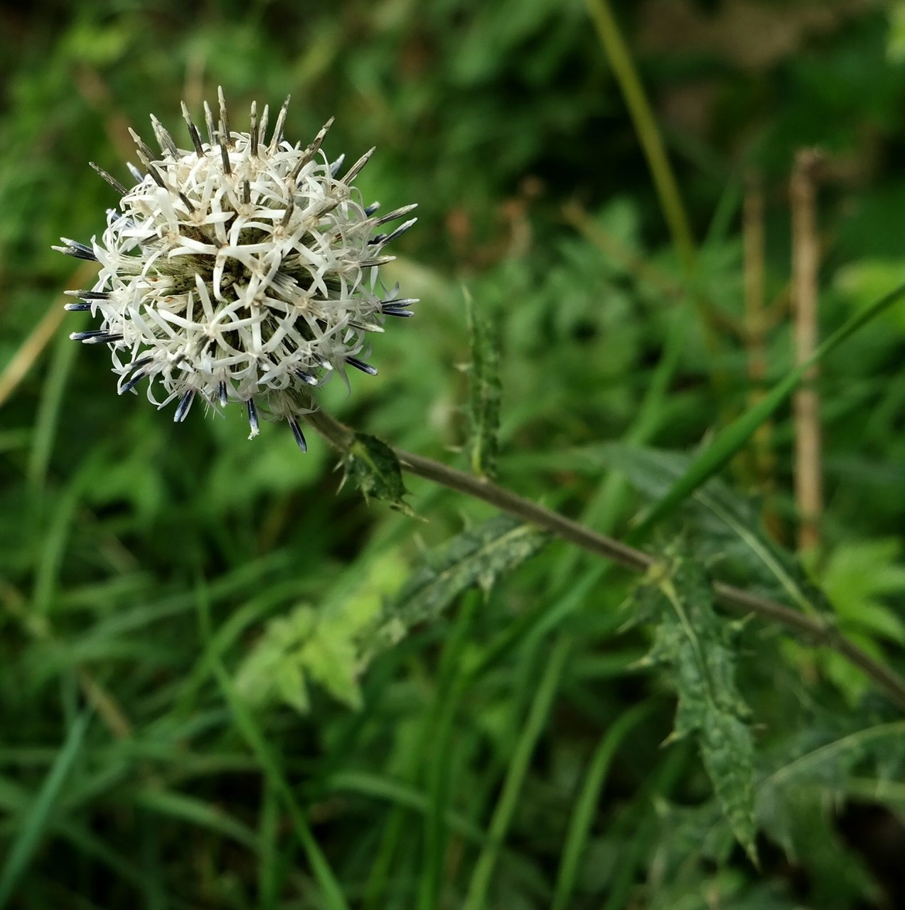 Image of Echinops sphaerocephalus specimen.