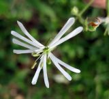 Silene nutans