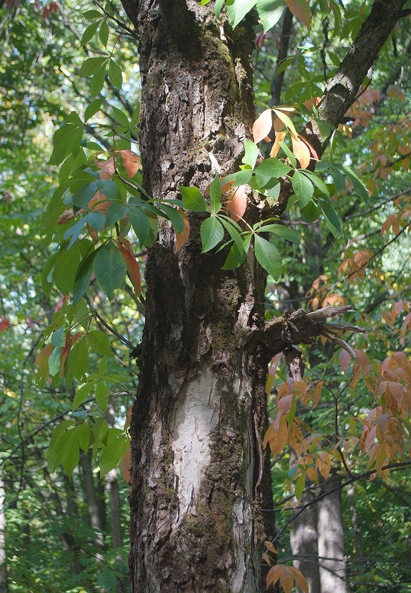 Изображение особи Aesculus glabra.