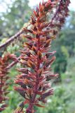 Melianthus major