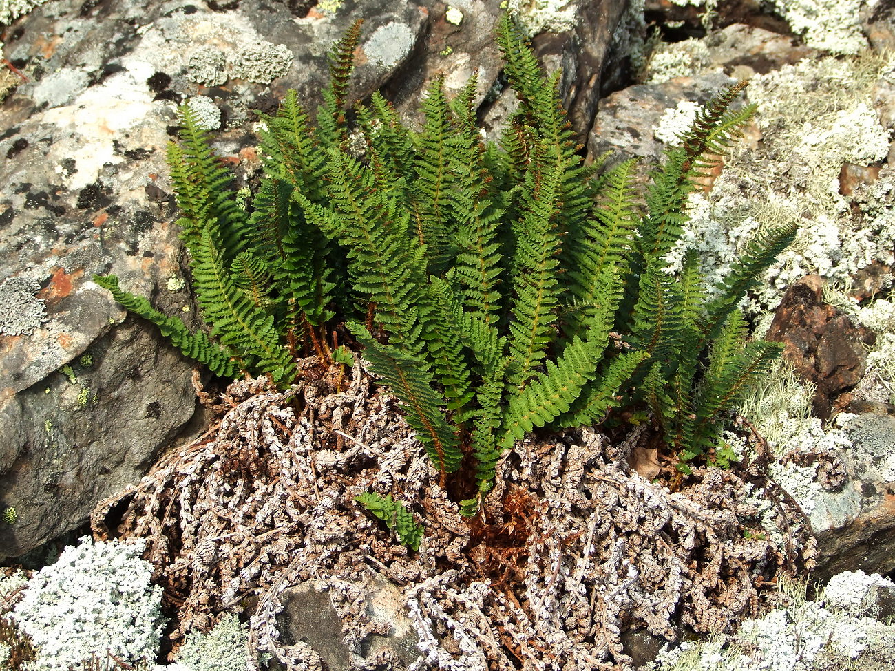 Изображение особи Dryopteris fragrans.