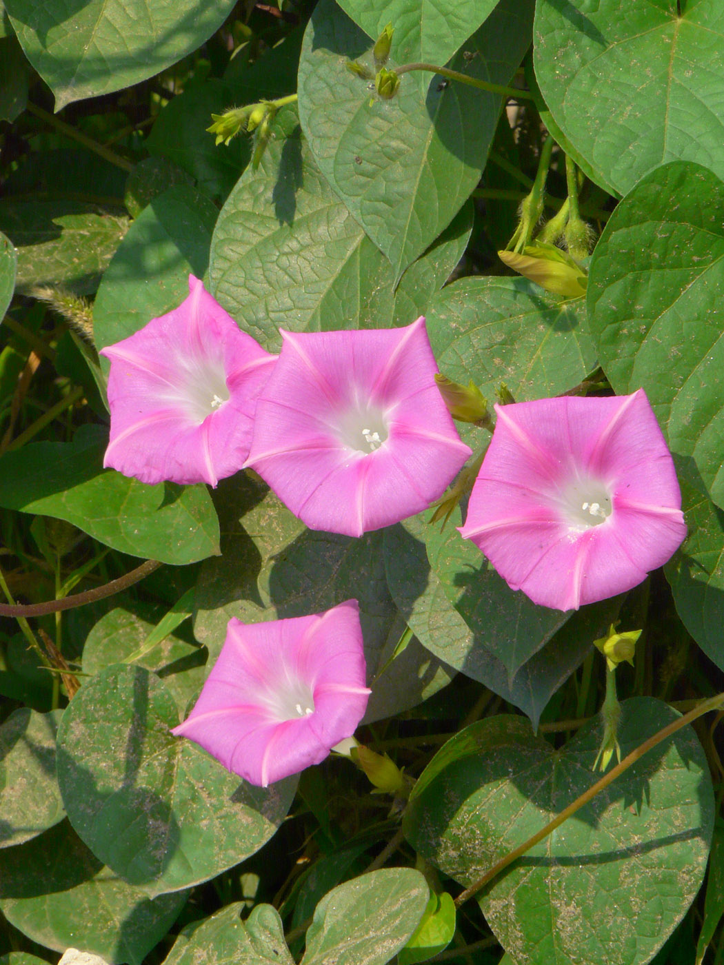 Image of Ipomoea purpurea specimen.