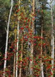 Sorbus aucuparia. Крона молодого плодоносящего дерева. Ленинградская обл., Всеволожский р-н, окр. дер. Лаппелово, смешанный лес рядом с ж.-д. путями. 07.10.2017.