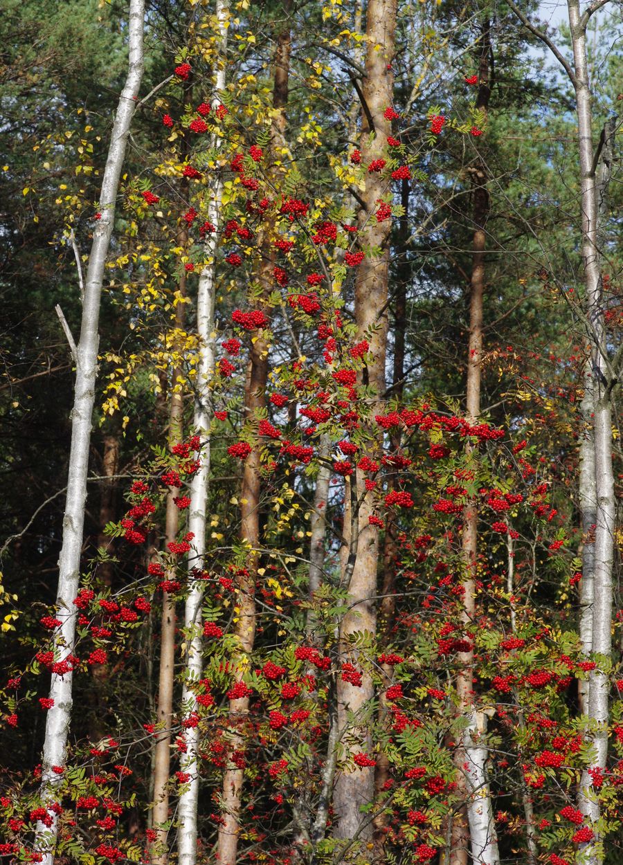 Image of Sorbus aucuparia specimen.