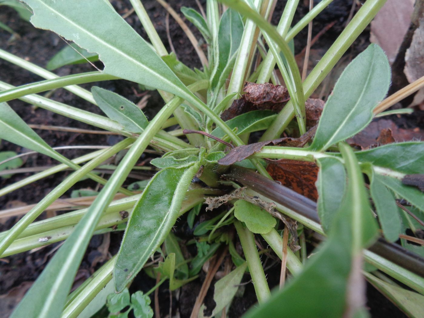 Image of Coreopsis grandiflora specimen.