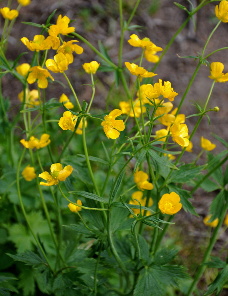 Image of Ranunculus grandifolius specimen.