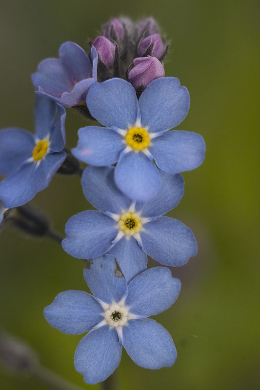 Изображение особи Myosotis sylvatica.