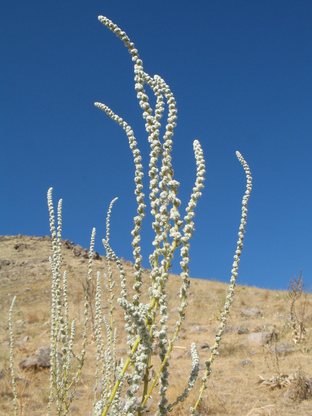 Image of Bassia tianschanica specimen.