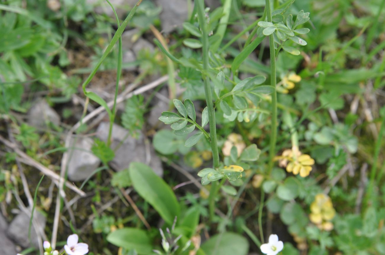 Image of Cardamine uliginosa specimen.