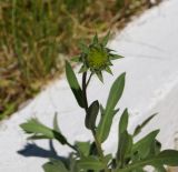 Gaillardia &times; grandiflora