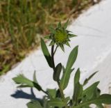 Gaillardia × grandiflora