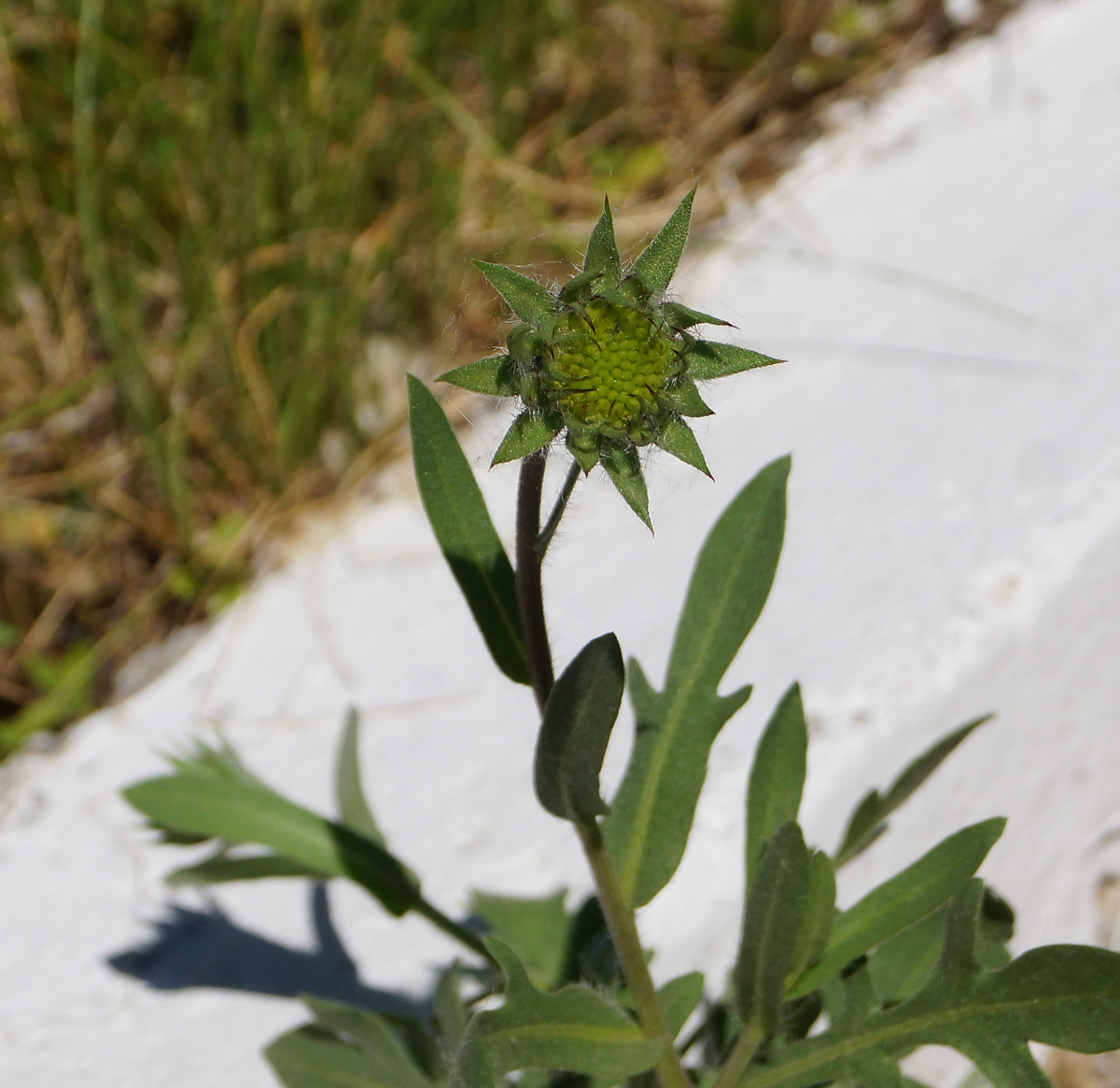 Image of Gaillardia &times; grandiflora specimen.