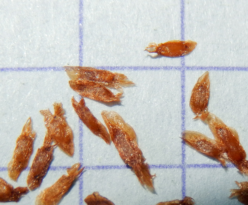 Image of Rhododendron luteum specimen.