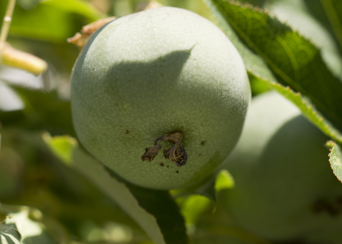 Изображение особи Passiflora edulis.