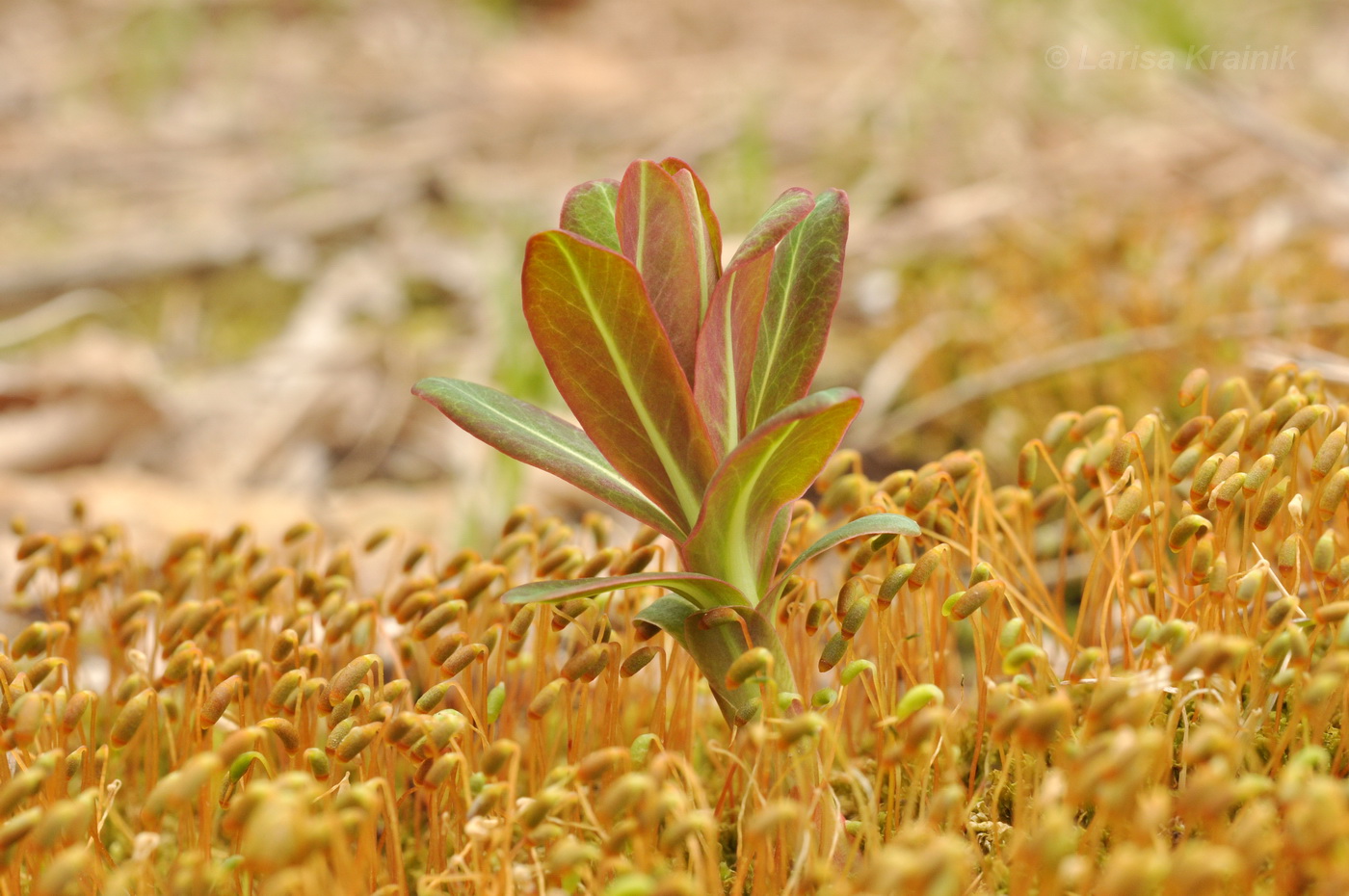 Изображение особи Euphorbia komaroviana.