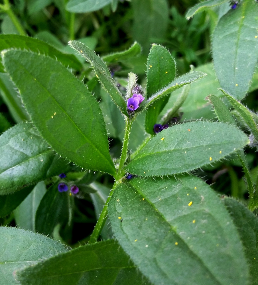 Image of Asperugo procumbens specimen.