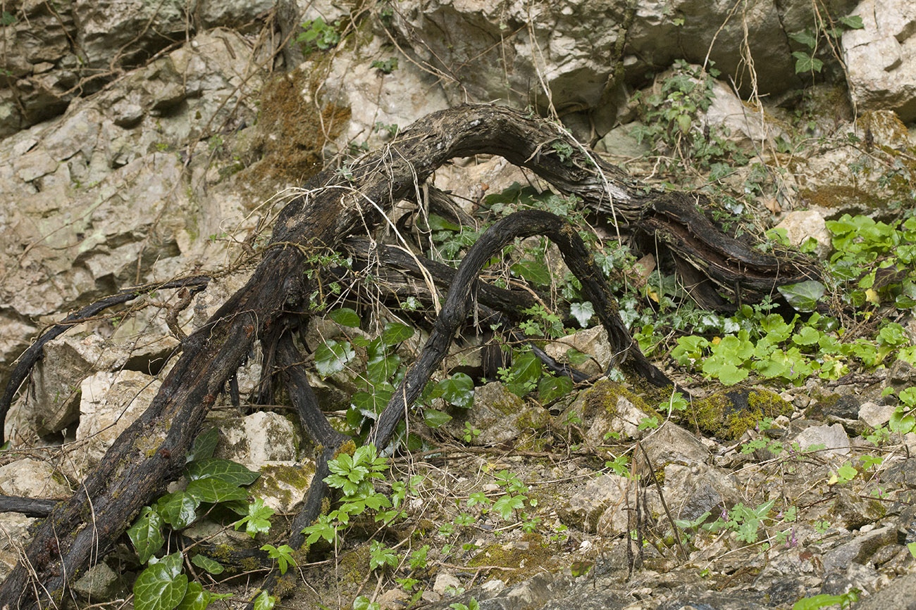 Image of Vitis gmelinii specimen.