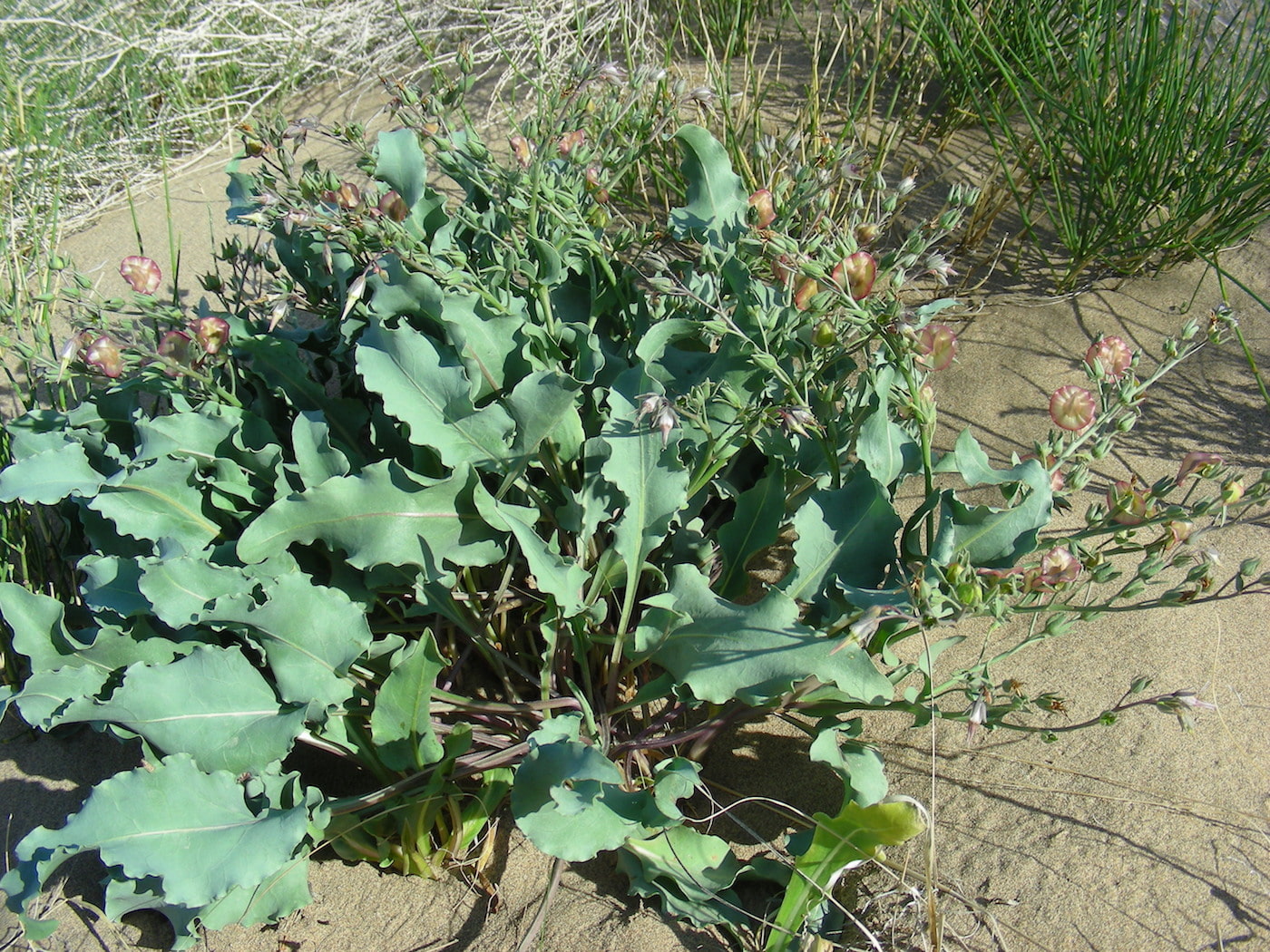 Изображение особи Rindera tetraspis.