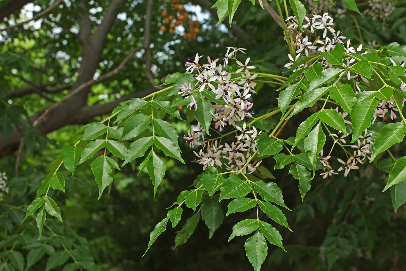 Image of Melia azedarach specimen.