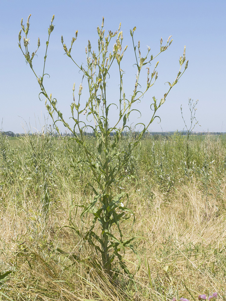 Image of Tragopogon dasyrhynchus specimen.