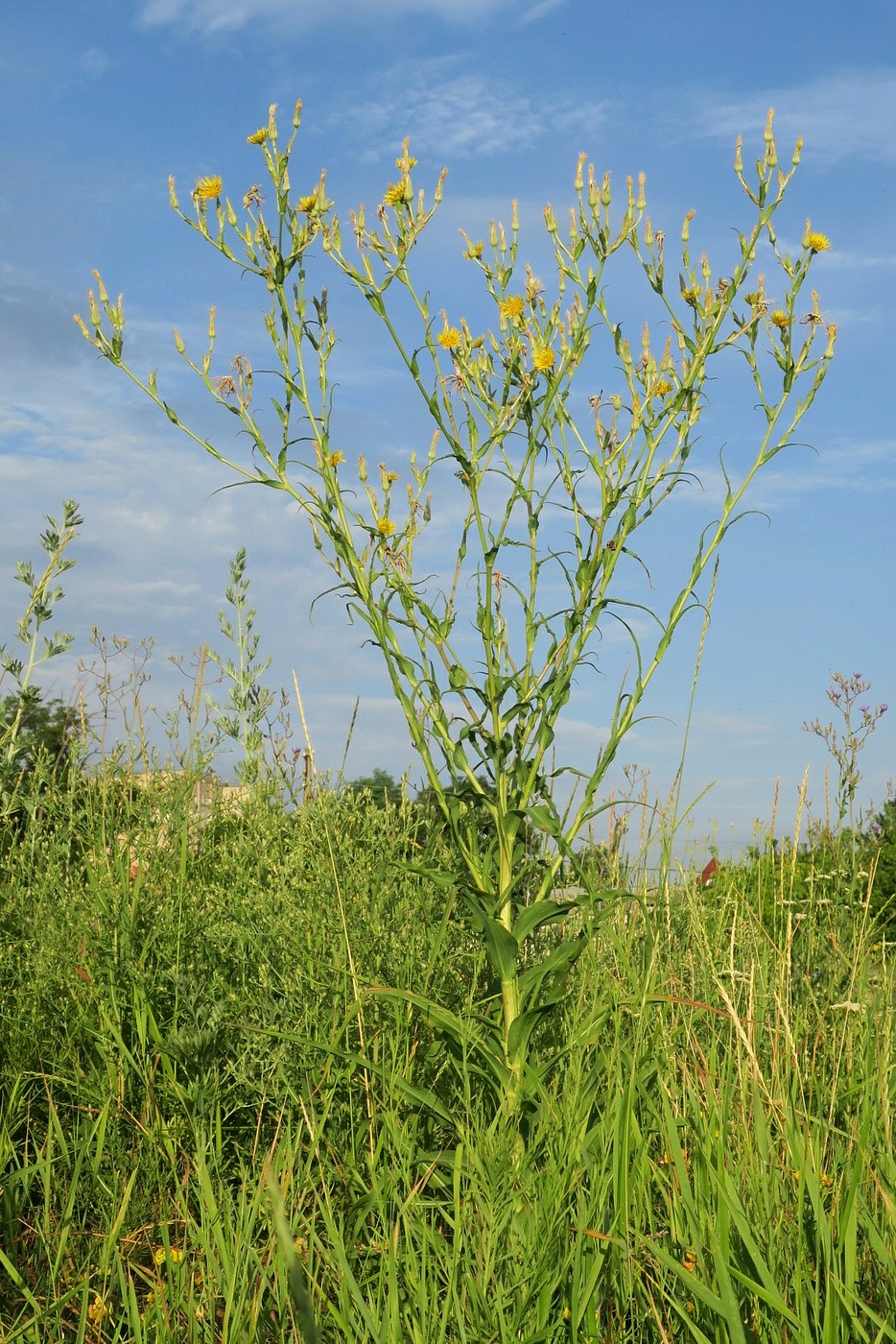 Изображение особи Tragopogon dasyrhynchus.