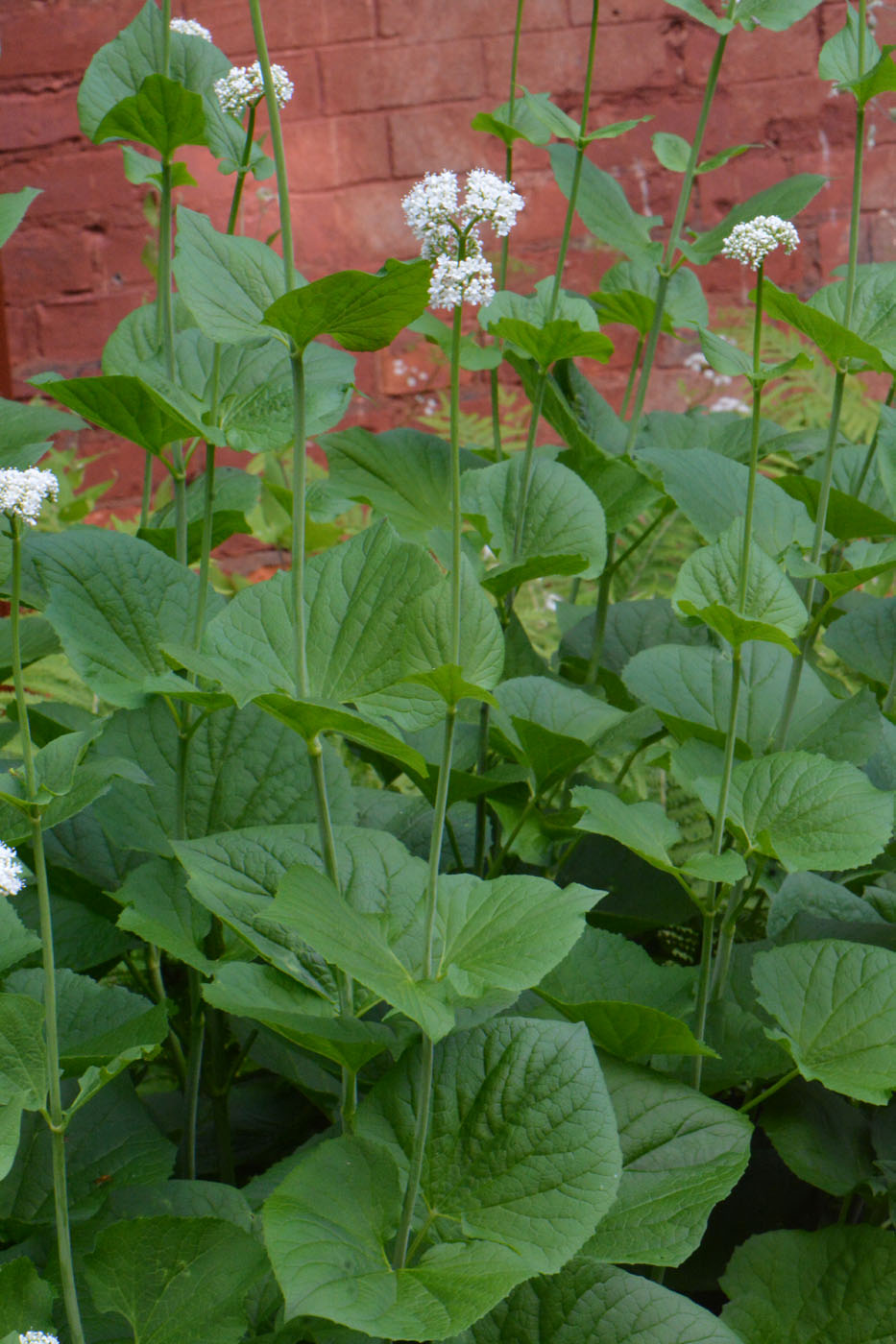 Image of Valeriana alliariifolia specimen.