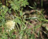 Cephalaria procera