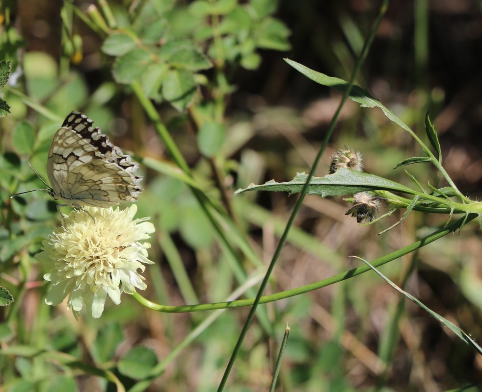 Изображение особи Cephalaria procera.