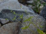 Stellaria fenzlii. Верхушки плодоносящих побегов. Магаданская обл., окр. г. Магадан, п-ов Старицкого, руч. Холодный, на берегу среди камней. 23.07.2019.