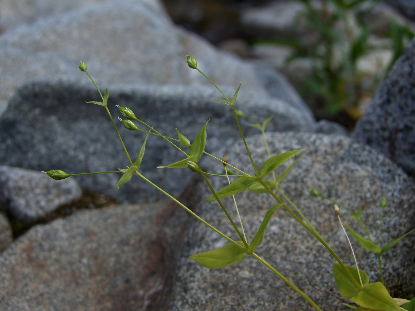 Image of Stellaria fenzlii specimen.