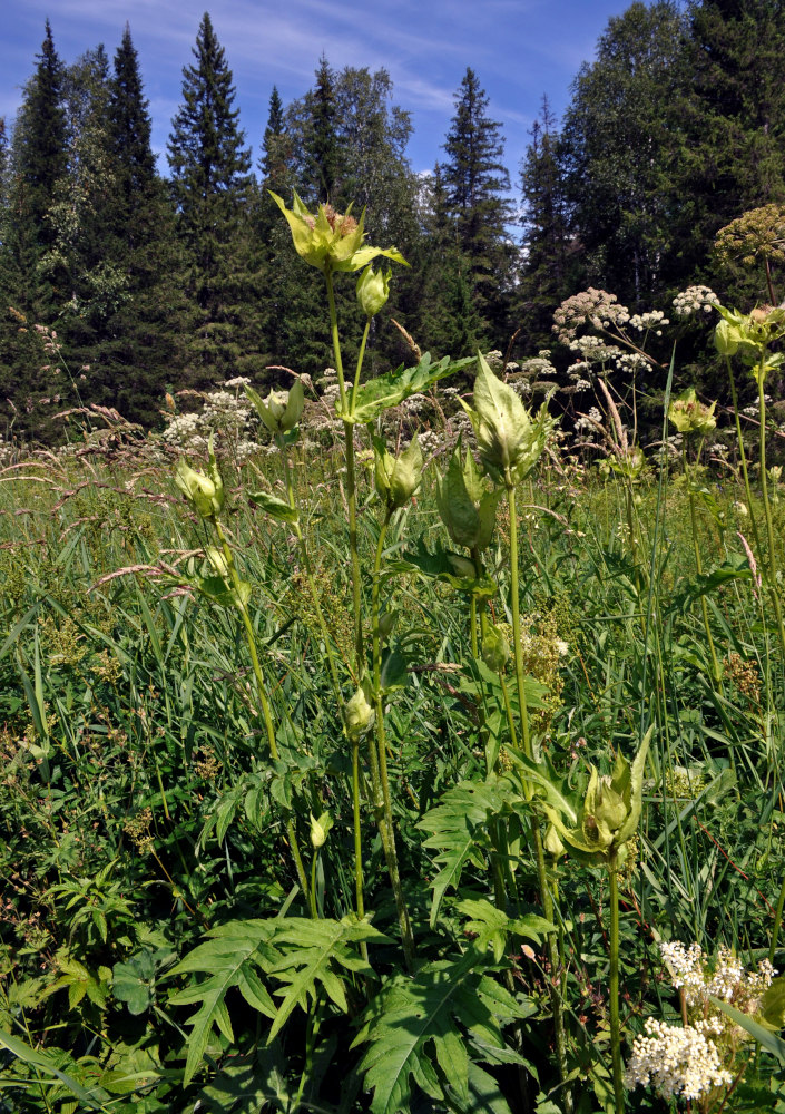 Изображение особи Cirsium oleraceum.