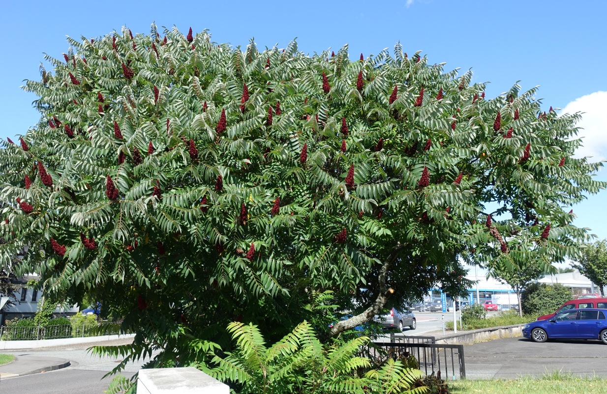 Image of Rhus typhina specimen.