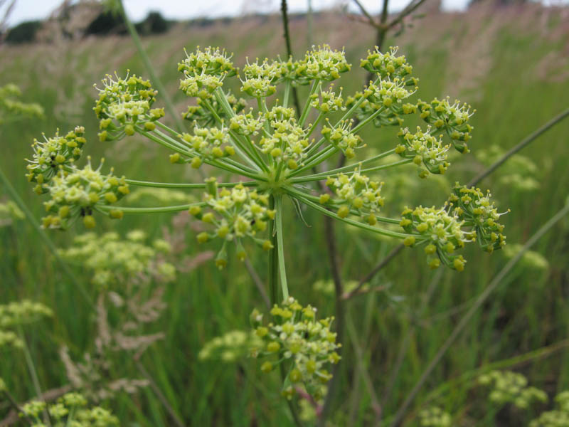 Изображение особи Xanthoselinum alsaticum.