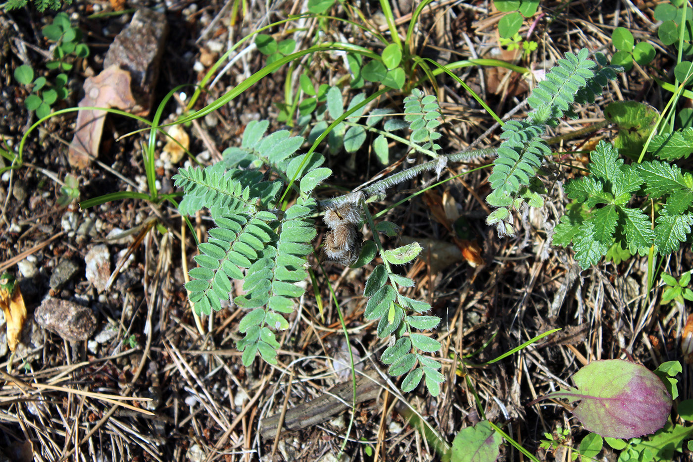 Image of Astragalus ciceroides specimen.