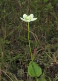 Parnassia palustris. Верхушка цветущего растения. Приморский край, Хасанский р-н, окр. с. Витязь, луг. 13 сентября 2019 г.