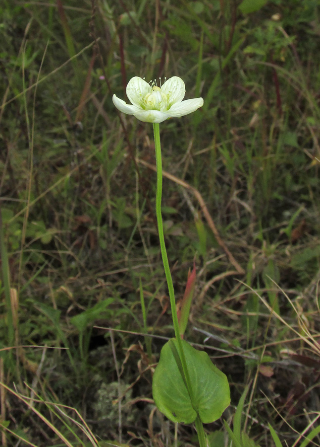 Изображение особи Parnassia palustris.