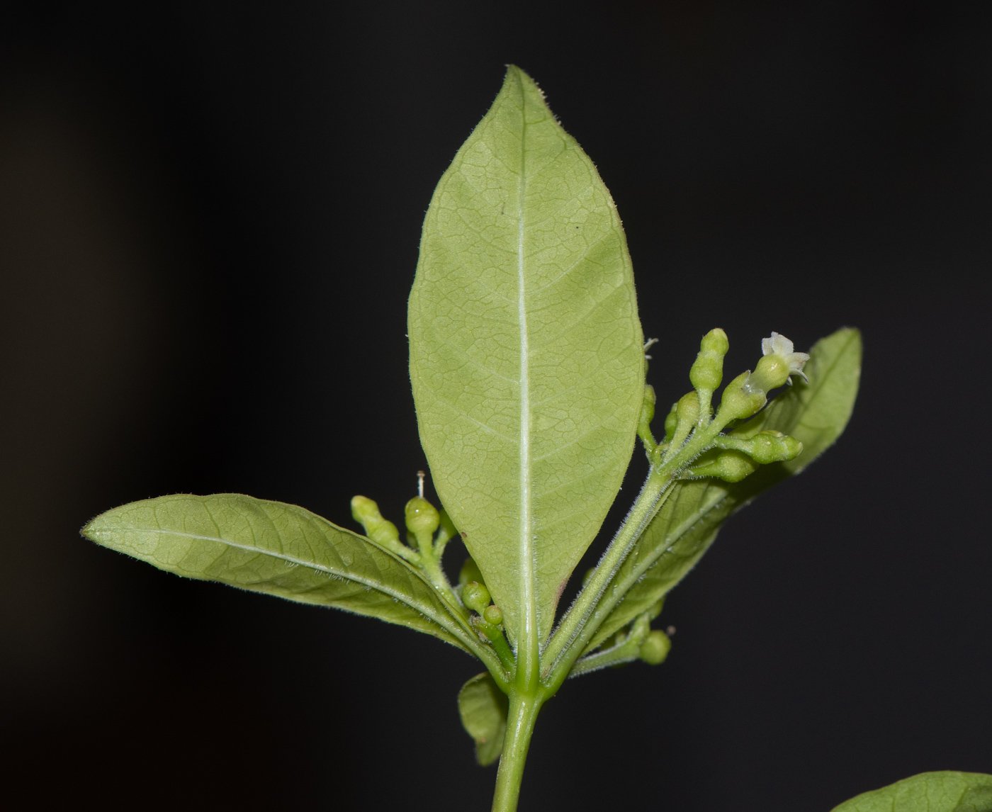 Image of Rauvolfia tetraphylla specimen.