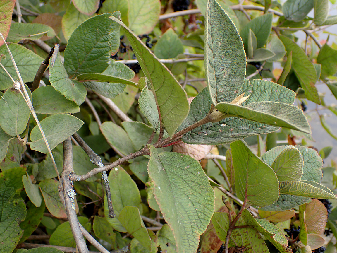 Image of Viburnum lantana specimen.